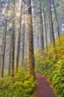 USA- Oregon. Lookout State Park trail with fog amongst Sitka spruce forest with sunrays Art Print